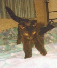 14K jpeg of Sarabi as a kitten